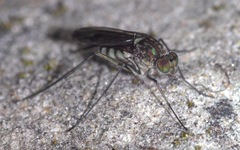 Liancalus virens