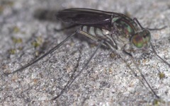 Liancalus virens