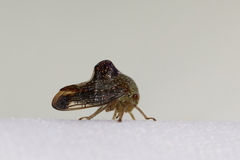 Telamona decorata
