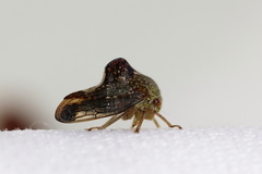 Telamona decorata