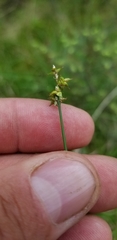 Carex wiegandii