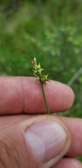 Carex wiegandii