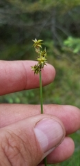 Carex wiegandii
