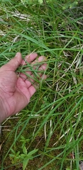 Carex wiegandii
