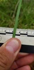 Carex wiegandii