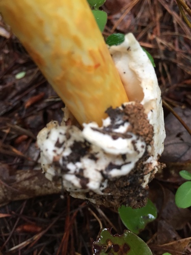 Jackson's slender Caesar