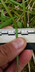 Carex wiegandii