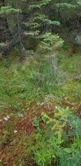 Carex wiegandii
