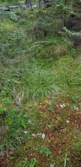 Carex wiegandii