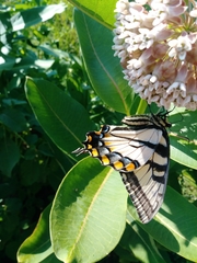 Papilio canadensis × glaucus