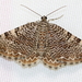 Rheumaptera undulata - Photo (c) Brenda Bull,  זכויות יוצרים חלקיות (CC BY-NC), uploaded by Brenda Bull