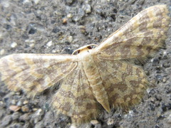 Idaea auricruda