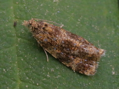 Olethreutes astrologana