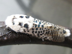 Zeuzera multistrigata