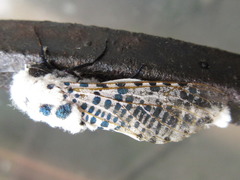 Zeuzera multistrigata