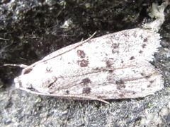 Semnolocha pachysticta