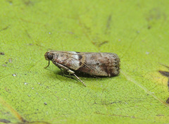 Acrobasis sodalella