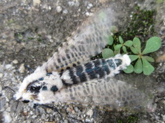 Zeuzera multistrigata