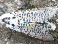 Zeuzera multistrigata