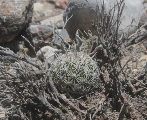 Coryphantha delicata