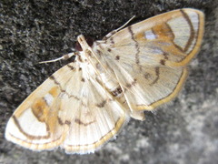 Pycnarmon pantherata