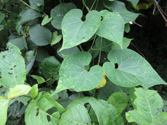 Cynanchum wilfordii