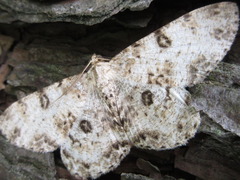 Ophthalmitis albosignaria