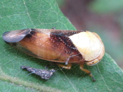 Drabescus pallidus