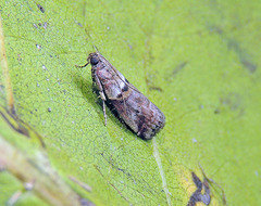 Acrobasis sodalella