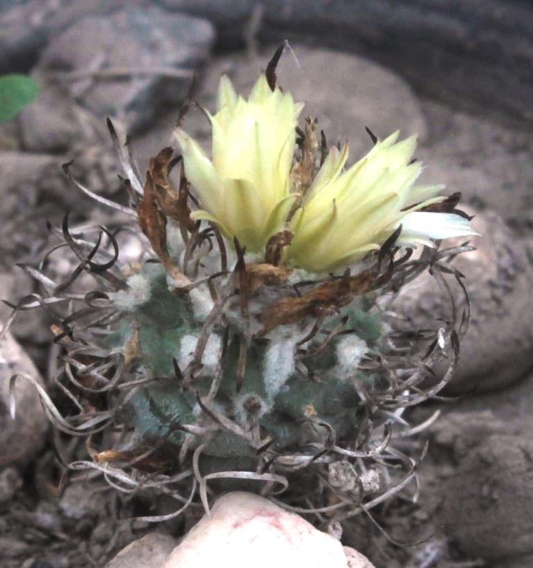 Turbinicarpus schmiedickeanus ssp. flaviflorus