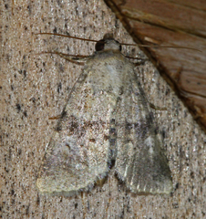 Properigea continens