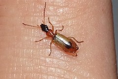 Demetrias monostigma