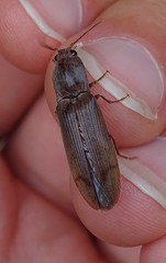Stenagostus rhombeus