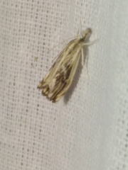 Catoptria verellus
