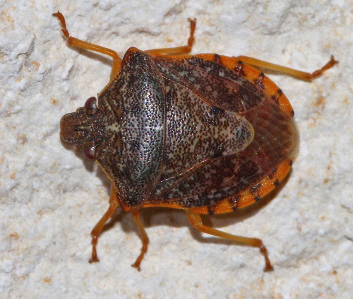 Dendrocoris