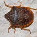 Dendrocoris - Photo (c) Diana-Terry Hibbitts, some rights reserved (CC BY-NC), uploaded by Diana-Terry Hibbitts