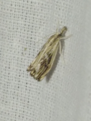 Catoptria verellus