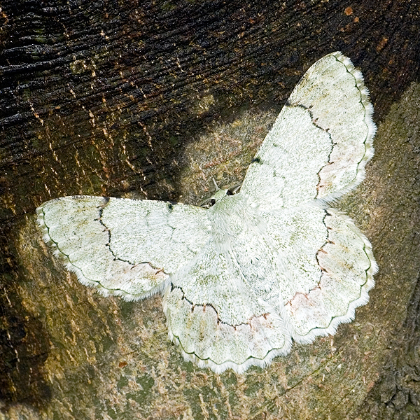 Pingasa