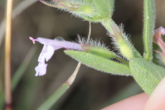 Hedeoma reverchonii