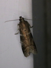 Acrobasis vaccinii