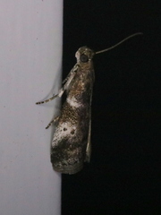 Acrobasis vaccinii