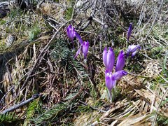 Crocus heuffelianus scepusiensis