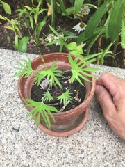 Ipomoea × multifida