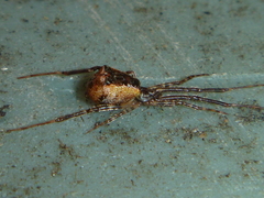 Episinus