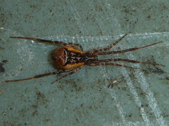 Episinus