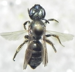 Halictus confusus