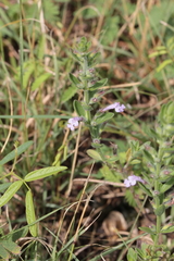 Hedeoma reverchonii