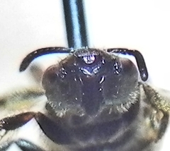 Halictus confusus