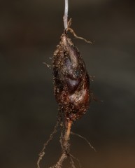 Oxalis phloxidiflora