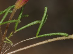 Oxalis phloxidiflora